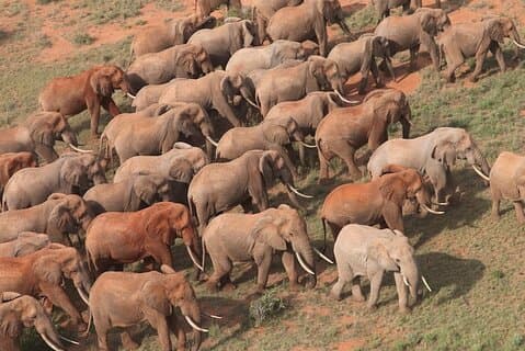 Verken Tsavo Oost en West in 3-daagse tour