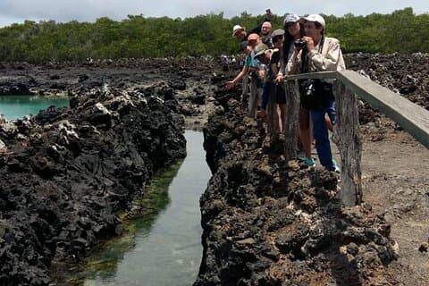 Tintoreras Island Tour fra Isabela - Vandring og snorkling