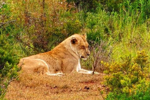 Addo Elephant Park con Big Five Safari