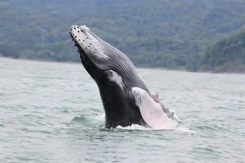 Combo Tour Marino Ballena nasjonalpark (middagen)