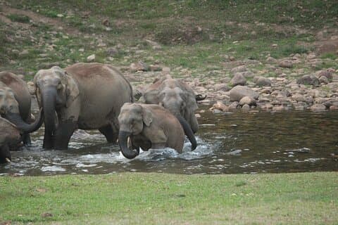 Anakulam Wild elephant Visiting & Tribal village 4*4 Ride