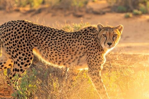 Hoteller i nærheden af Bo-Kaap, Cheetah Outreach Firgrove & Stellenbosch