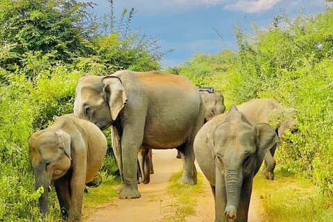 Ella, Hikkaduwa, Galle, Mirissa a Udawalawe viagem de um dia