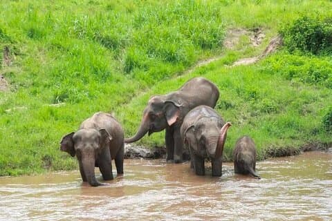 Elephant Care and Sticky Waterfalls (Bua Thong Waterfalls) Tour
