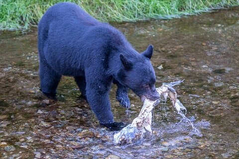 Alaska Wildlife Safari en Sightseeing Tour