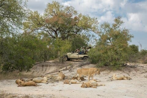 3 - Kruger Safari mit Flügen ab Johannesburg
