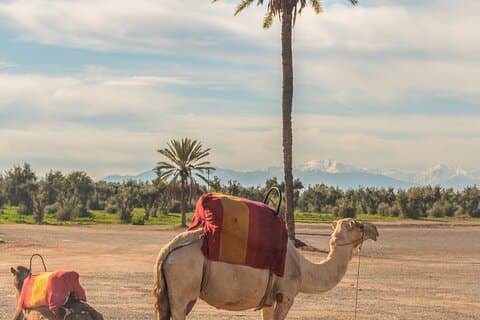 Marrakech stadsrundtur, gratis kamelritt, avgång från Casablanca