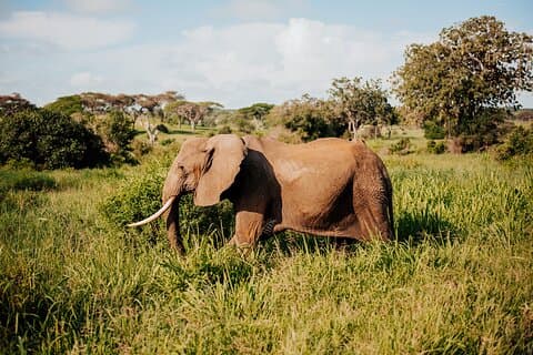 Safari Tarangire di un'intera giornata con visita al villaggio Masai
