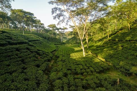 Bagdogra nach Darjeeling Transfer