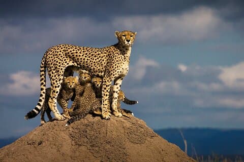 14 dage Kenya og Tanzania Big 5 Wildlife Safari fra Nairobi