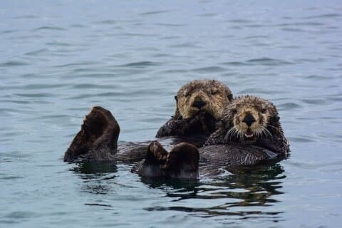 Hoteller i nærheden af Sea Otter Quest