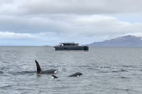 Luxury Whale Watching From Tromso - Small group and local guide