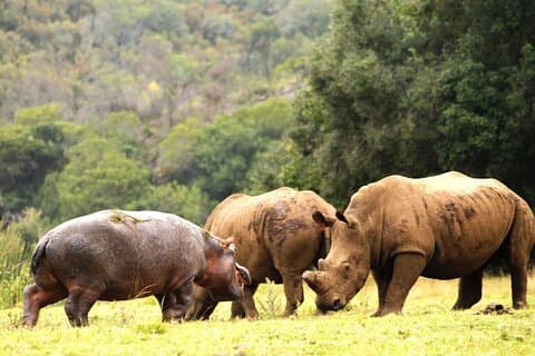 Kapstadt Beste Safari Tour Ganztags