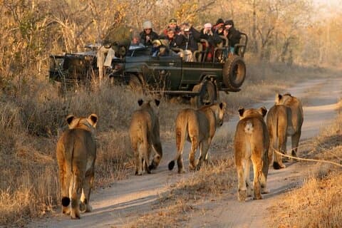 Sydafrika Cape Town Aquila Safari fuld dagstur