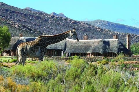 Cape town -The Best Big Five Safari with Transport