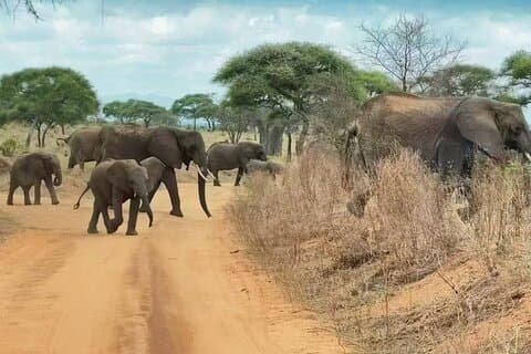 Scopri il meglio della fauna e dei paesaggi della Tanzania