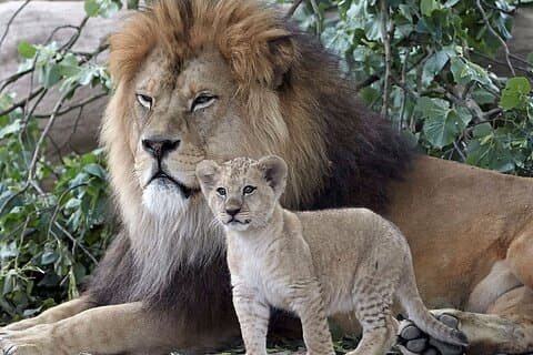 Cape Town - Aquila Safari tour with Return Transport
