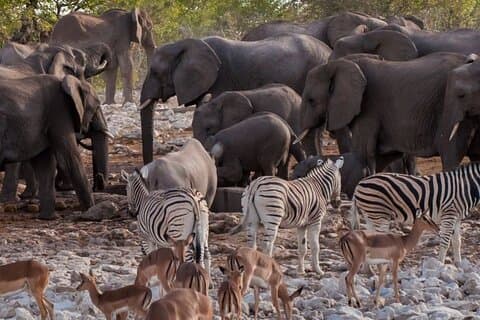 Aventuras emocionantes en Namibia De Etosha a Sossusvlei en 6 días
