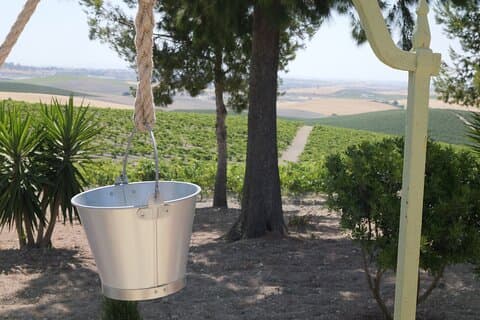 Vineyard, Winery and Flamenco in Jerez : Discover its Tradition and Culture