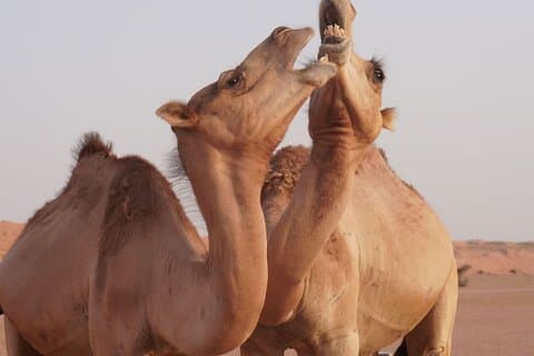 Hoteller i nærheden af Wahiba Sands and Wadi Bani Khalid Private Full Day Tour