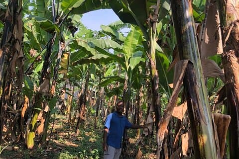 Banana Beer Brewery Tour