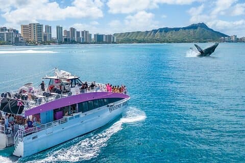 Waikiki : 2 - Uur walvissen spotten met gegarandeerde waarnemingen op Oahu