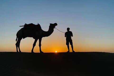 Safari in cammello notturno
