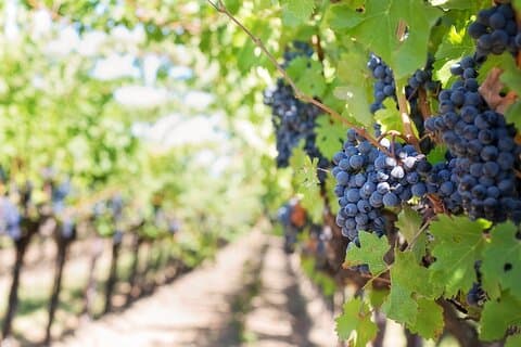 Magical Itria Valley Wine Tasting and Winery Tour