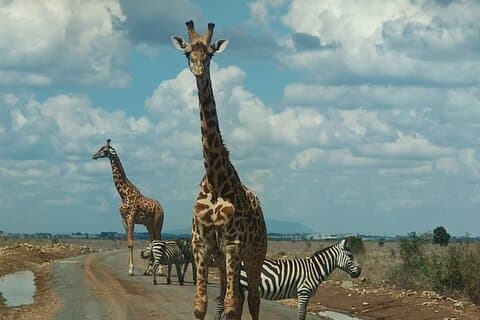 Nairobi-Nationalpark-Gruppe bei Tagestour