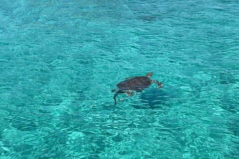 Nassau: Svømmende svin og snorkling med skildpadder