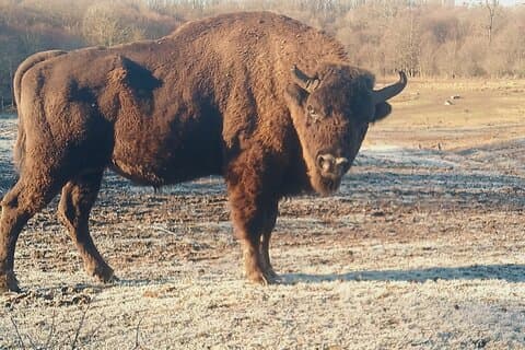 Bison National Reserve en Drakula’s Grave in een halve dagtocht