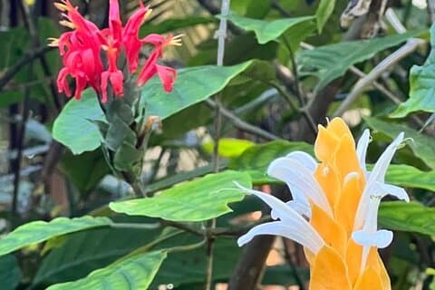 Botaniska och fågelreservat tur i Montego Bay