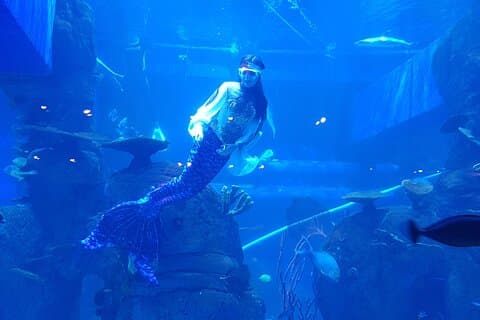 Half Day Tour Jakarta Aquarium and Pantai Indah Kapuk Jakarta
