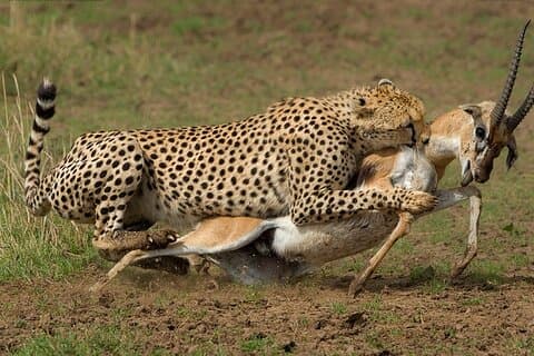 6-Day of Masai Mara and Samburu on 4x4 Jeep Safari