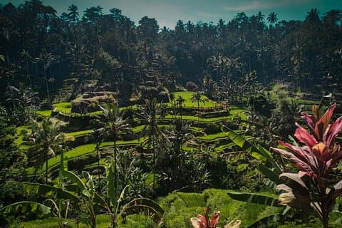 Bali ,Tegallalang, Tirta Empul, Kaffee, Mittagessen & Batur Hot Spring
