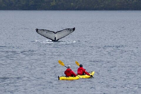 Kayaking with Whales and Wildlife Watching From Punta Arenas