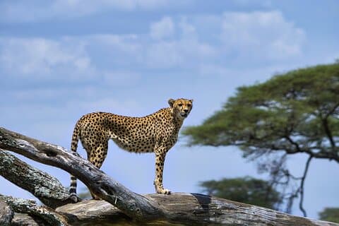 3 dagar Masai Mara fly Upptäck Afrikas otämjda skönhet