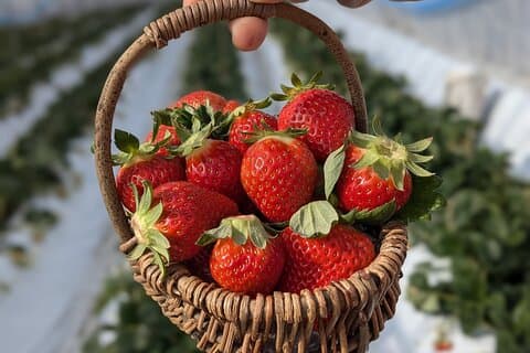 Private tour Meet the Sheep of Aso and pick Aso strawberries