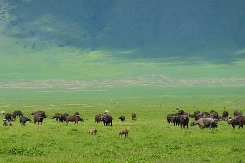 Game Drive tur til Ngorongoro krater fra Arusha