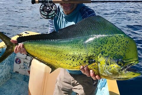 Baja Fishing Drøm Kyllingfisk Dorado Marlin Yellowtail Tun