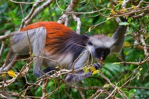 Excursion d'une demi-journée à Zanzibar sur la forêt de Jozani