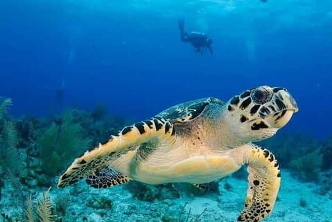 Visit of the most beautiful aquarium of Guadeloupe By boat Without a permit