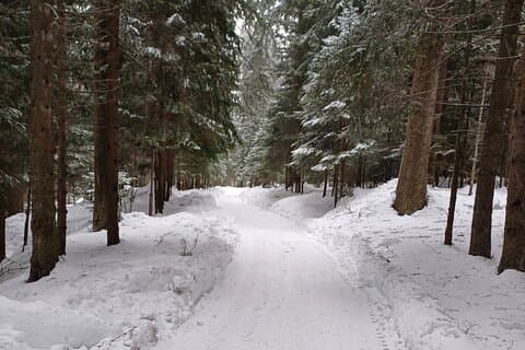 Caminhada e Sled em Borovets com uma visita ao Palácio Royal Bistritsa