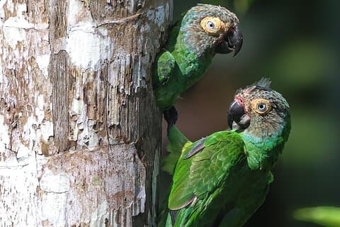Van de Andes naar het Amazonegebied van Ecuador 6 daagse tour alles inbegrepen