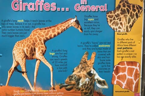 CT Giraffen beherbergen Löwenpark, Gepardenbegegnung und Weinprobe