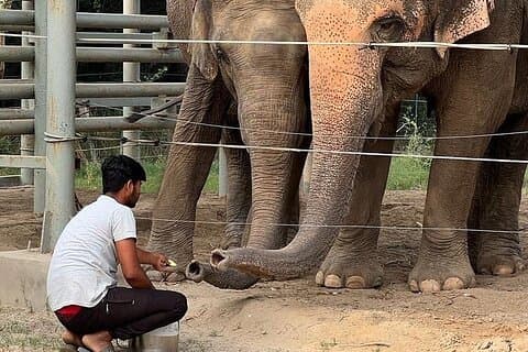 De Agra : Elephant Rescue Center Visites en AC Transferts de véhicules