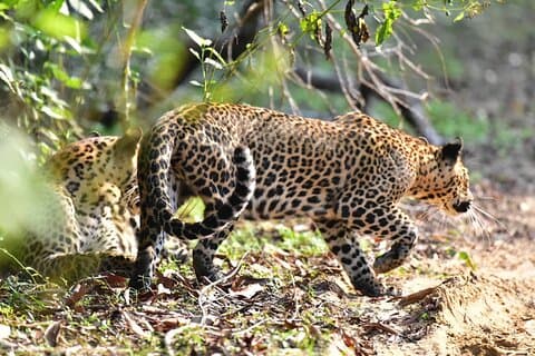 Wilpattu halvdags safari fra Anuradhapura