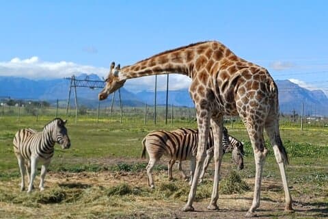 Ganztägige Gepardenbegegnung und Giraffenbegegnung mit Weintour