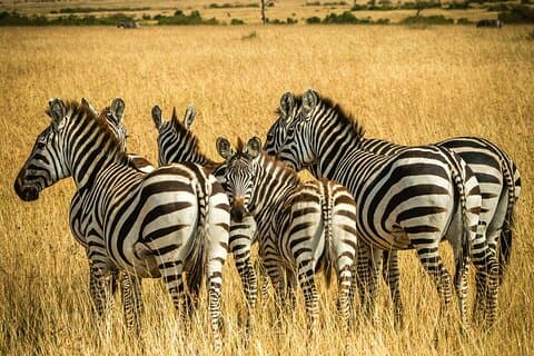 Aquila Big 5 Game Drive full dagstur