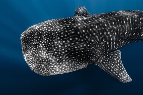 Offshore Wildlife Safari and Reef Snorkel
